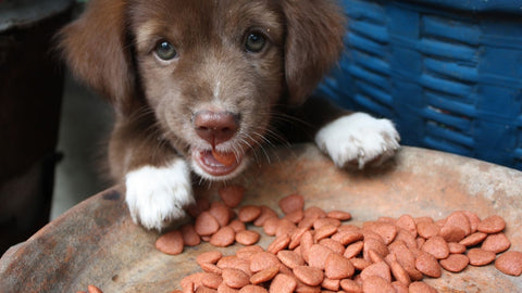 A brown, mixed-breed puppy with green eyes eating kangaroo dog food