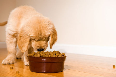 Yellow Labrador puppy enjoying their dry dog food