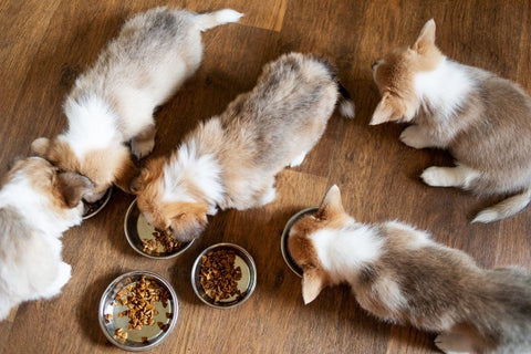 Litter of puppies scattered over the floor eating dry dog food