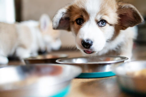 Australian shepherd puppy enjoying his dog food