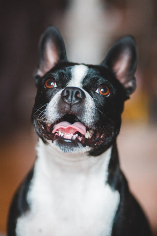 wellbeing-for-dogs-denal-health-smiling-boston-terrier