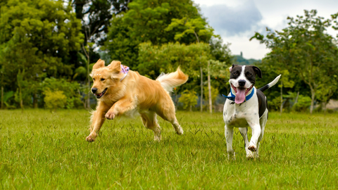 A Golden Retriever and a black and white dog running in a field