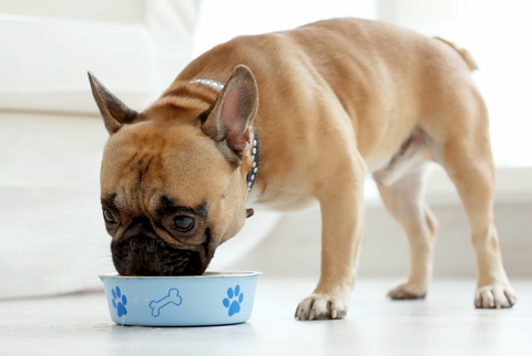 high quality dog food can help with anal gland expression