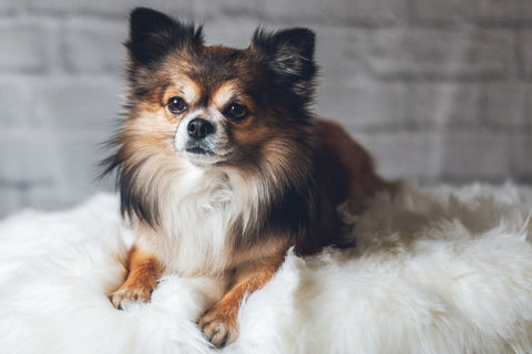 how-to-achieve-shiny-healthy-coat-Pomeranian