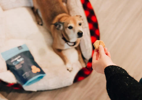 A dog owner giving treats for dogs