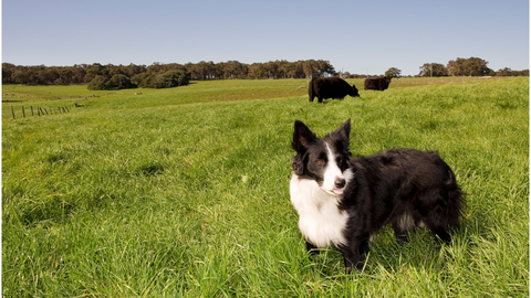 A border collie in a pasture with grass-fed cattle behind it