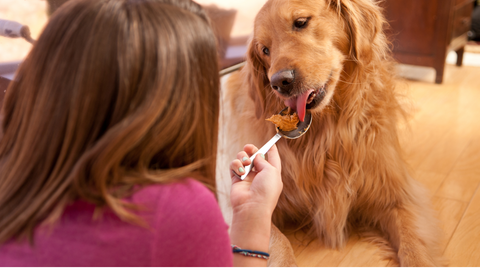 A Golden Retriever eating peanut butter from a woman in an attempt to help the dog fatten up a bit