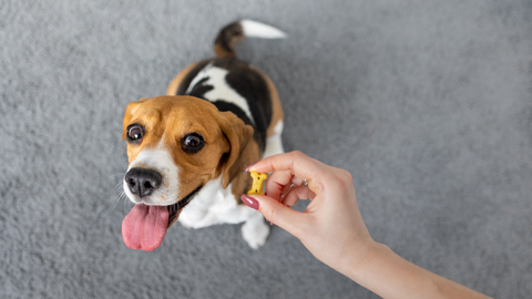 A beagle getting a treat for scent work