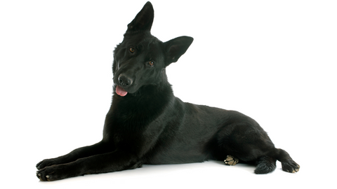 A black German Shepherd Dog