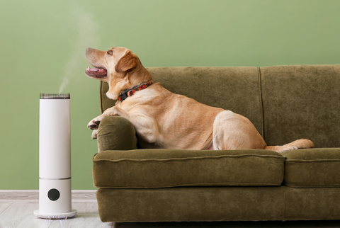 A dog and an oil diffuser