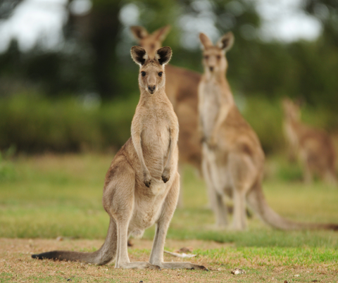 A kangaroo staring into the camera