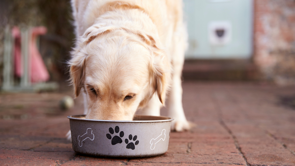 A lab eating a low sodium meal