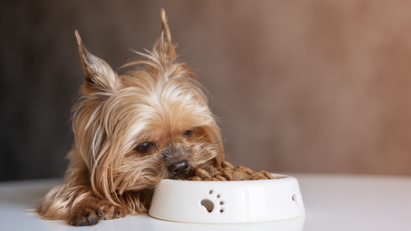 A Yorkie about to eat their food for kidney disease