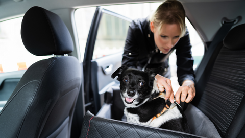 A woman carefully fastening a seat belt around her dog