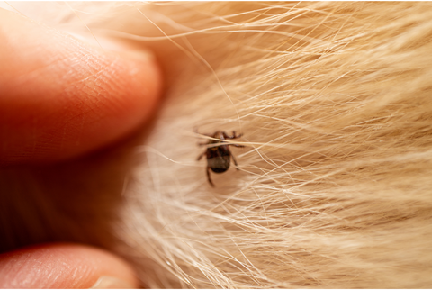 Tick crawling on a dog