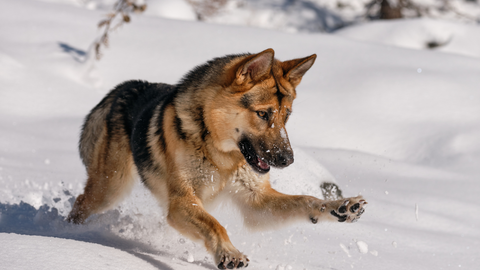 German Shepherd playing in the snow