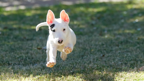 A Bull terrier puppy running in a field