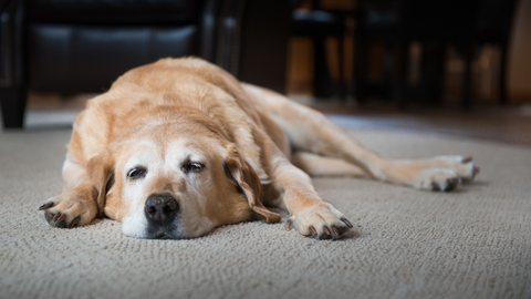 a dog suffering from hip pain