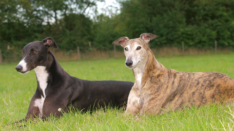 retired greyhounds relaxing