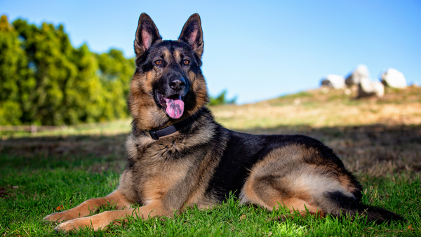 A healthy German Shepherd sitting on the grass 