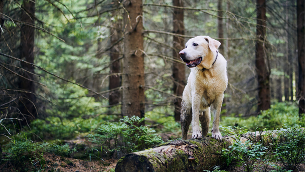 A white lab in the forest enjoying nature