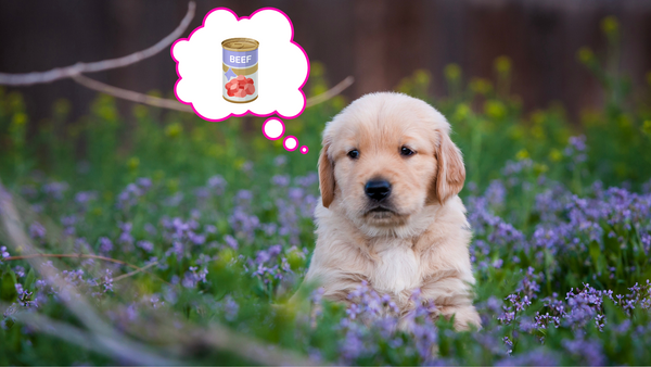 A puppy in a meadow thinking about canned food