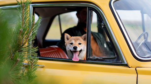 A dog on a road trip with his owner