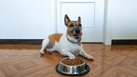 A dog licking his chops with a bowl of dog food in front of him