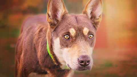 The Australian Kelpie looking right at the camera