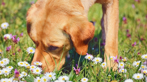 Dog sniffing through a field of wildflowers