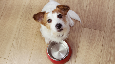 A terrier looking into the camera with its bowl empty