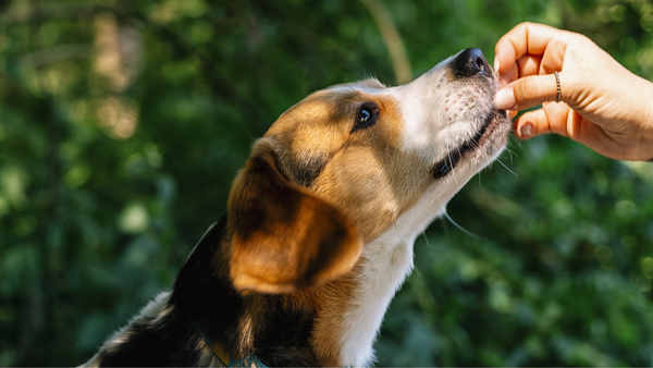 A Beagle eating a free sample from his owner’s hand