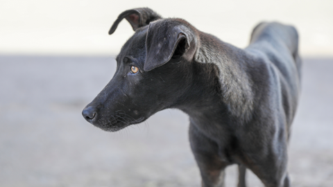 A thin, black dog looking off into the distance