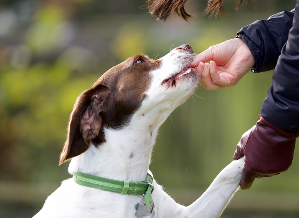 A dog getting a treat from their owner