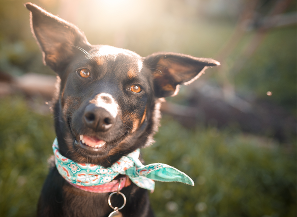 A happy dog with the sun shining