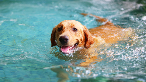 a dog swimming for low-impact exercise