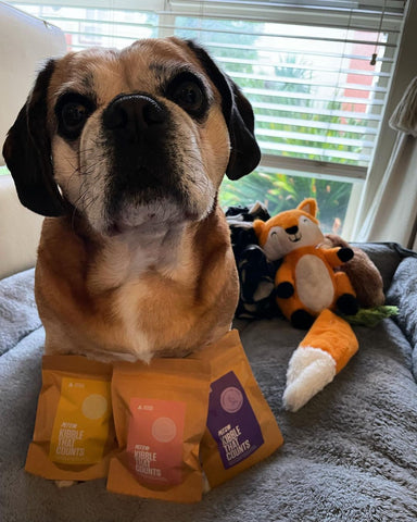 a dog with packages of free dog food