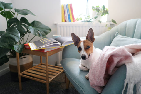 33 Simple Ways to Keep Your Dog Busy Indoors