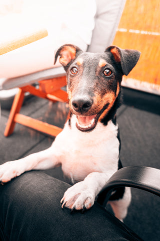 How to keep a dog entertained indoors jack russel