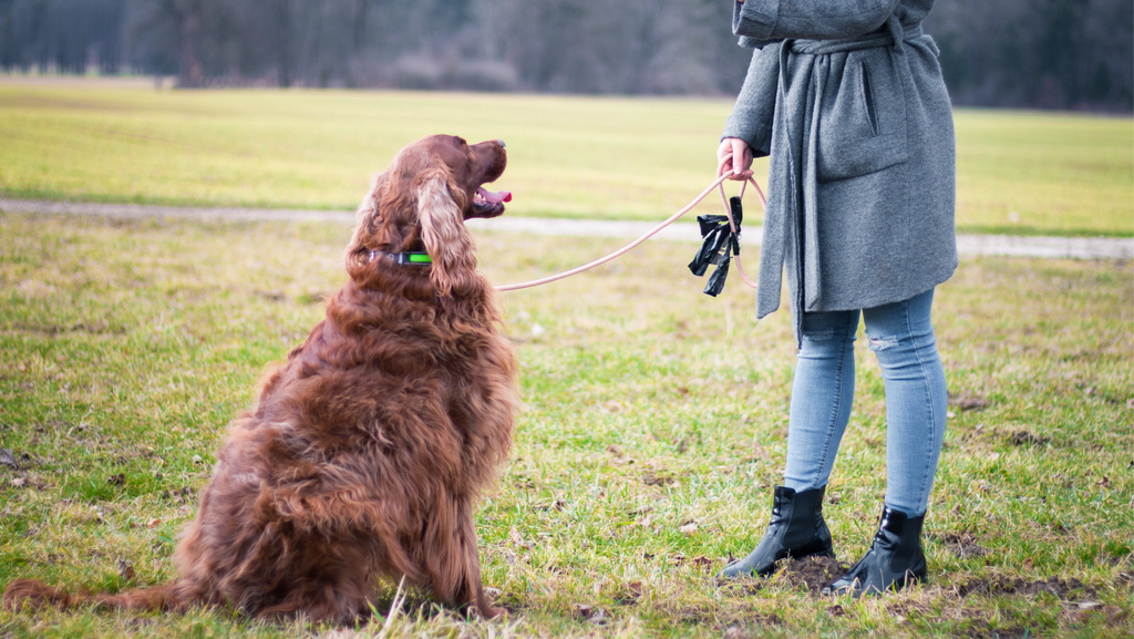 A dog that's in training