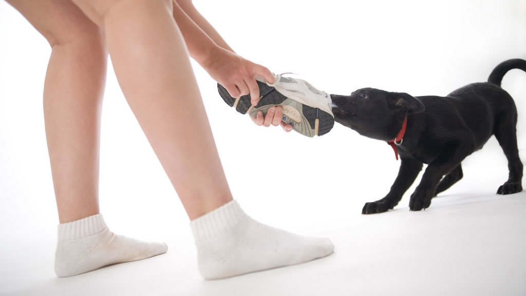 A dog that's ready for training since it's pulling on a shoe