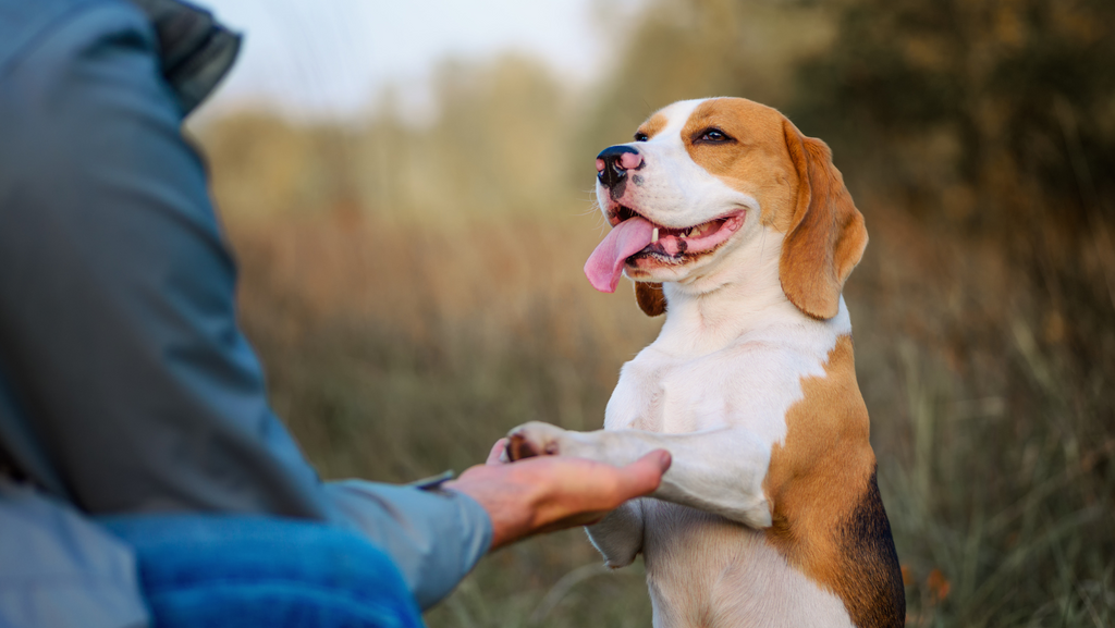 A beagle that has gone through training and is very happy with their owner