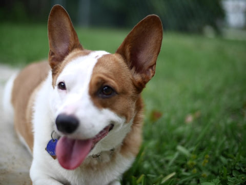 guide to adopting a rescue dog--rescue mutt