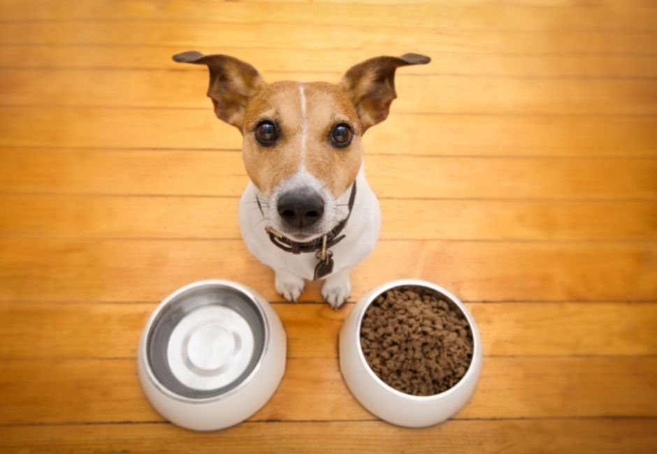 A dog with a brown face and white body sitting with two bowls one filled with wet food one empty that had dry food