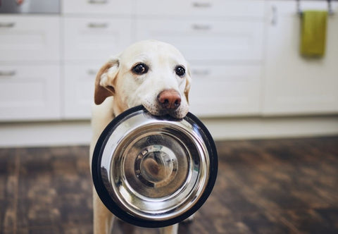 A white dog standing in the kitchen with his empty dog bowl in his mouth