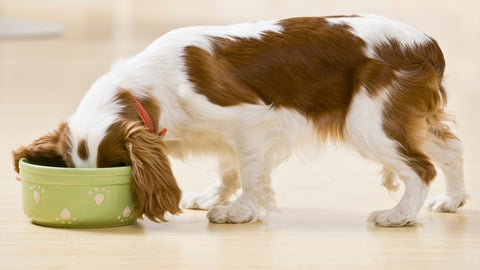 White and brown dog eating their low fat dry dog food from a green bowl