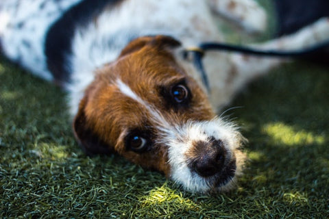 when rescuing a dog be prepared that it may not work out jack russel mix
