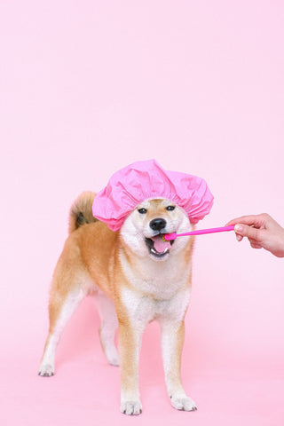 how to brush your dogs teeth shiba inu