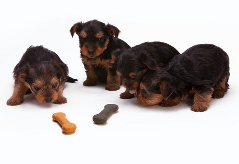 different type of treats with yorkie puppies