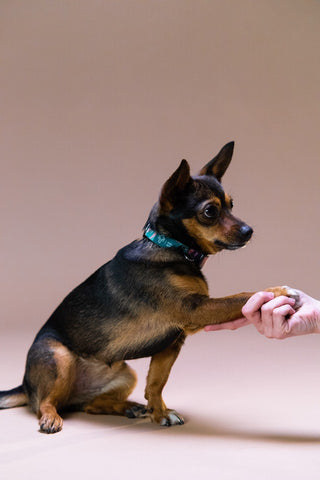 train your dogs to get heir nails trimmed